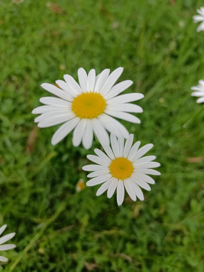 Natures Retreat Hotels And Resorts Ooty Εξωτερικό φωτογραφία
